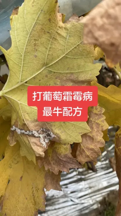 ������˪ù����ţ�䷽#����˪ù��#����ݪֲ#���Ѳ���