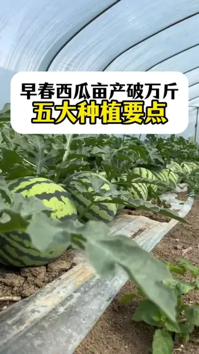 #����ݪֲ#���Ϲ���#����ݪֲ����#���ϸ߲�#��������