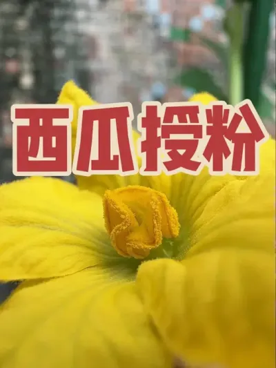 盆栽小西瓜授粉。西瓜如何人工授粉？#盆栽西瓜