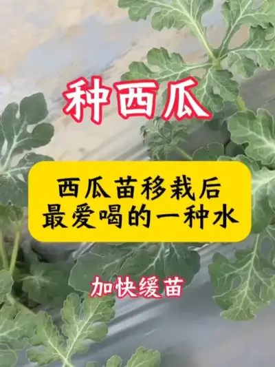 #������ #����ݪֲ #����ݪֲ���� #������