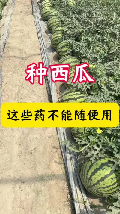 #������#����ݪֲ#����ݪֲ����#���Ϲ���