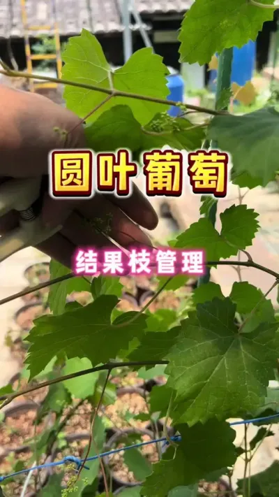 圆叶葡萄结果枝管理#楼顶果园 #盆栽果树 #圆叶葡萄 #内容启发搜索
