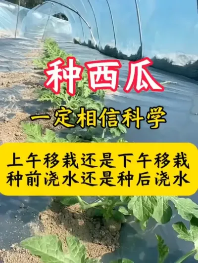 种西瓜一定要相信科学#种西瓜 #西瓜种植 #西瓜种植技术 #西瓜移栽