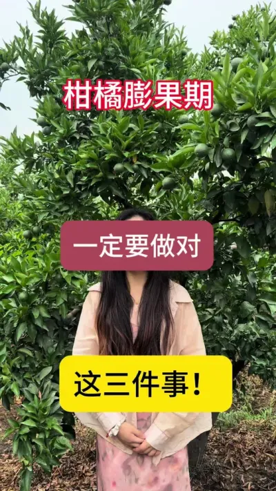 柑橘膨果期，一定要做对这三步！#三农 #柑橘种植