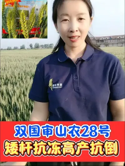 山农28高产小麦品种人人夸 双国审小麦品种山农28号，抗寒抗冻抗倒伏，增产增收增品质#山农28 #小麦 #小麦品种 #高产小麦 #农业种植