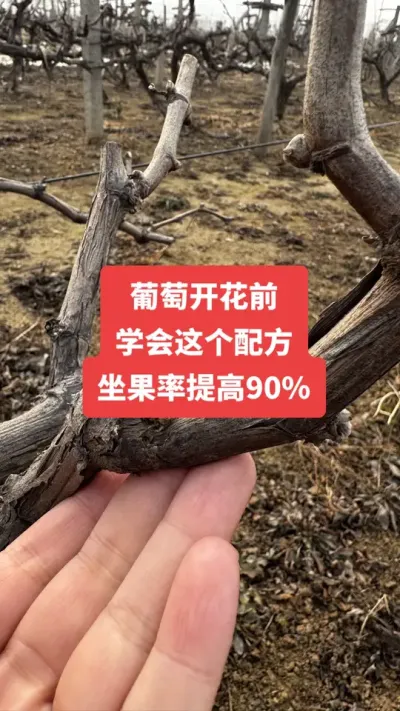 �����Ż�ǰ��ѧ������䷽�����������90%#�����Ż�#����ݪֲ#���Ѹ߲�