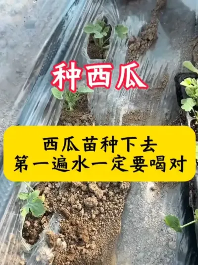 #����ݪֲ#����ݪֲ����#���Ϲ���#������