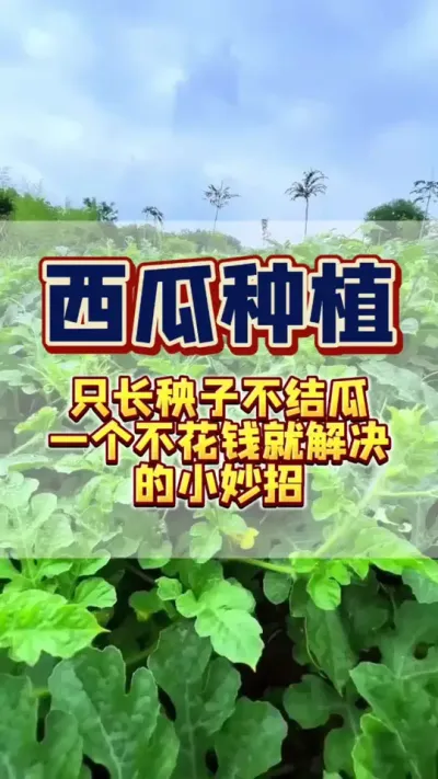 #种植小技巧 #西瓜种植 #西瓜管理 #增产增收才是硬道理