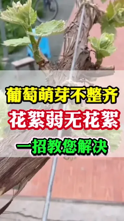 ����Ҫ��������ѿ��������������������һ�н��#������ѿ#���Ѹ߲�#����ݪֲ