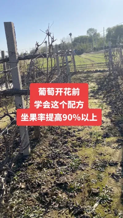 �����Ż�ǰ��ѧ������䷽�����������90%����#�����Ż�#����ݪֲ#���Ѹ߲�