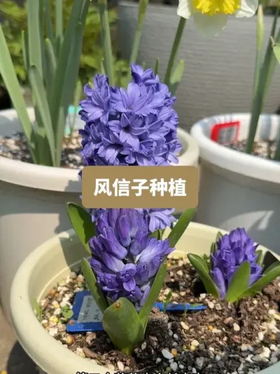 历时一年，风信子的种植全过程 #种植小技巧 #花卉绿植
