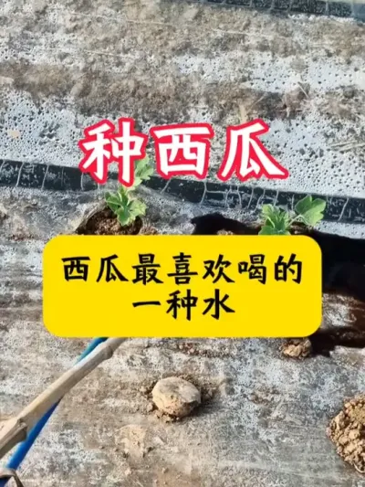 #西瓜种植 #西瓜种植技术 #西瓜移栽 #种西瓜 #西瓜