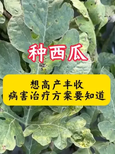 #����ݪֲ #����ݪֲ���� #���� #���溦����