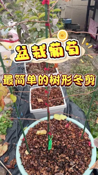 ����ӵ�ֱ���������Ѷ���?#�������� #¥����԰