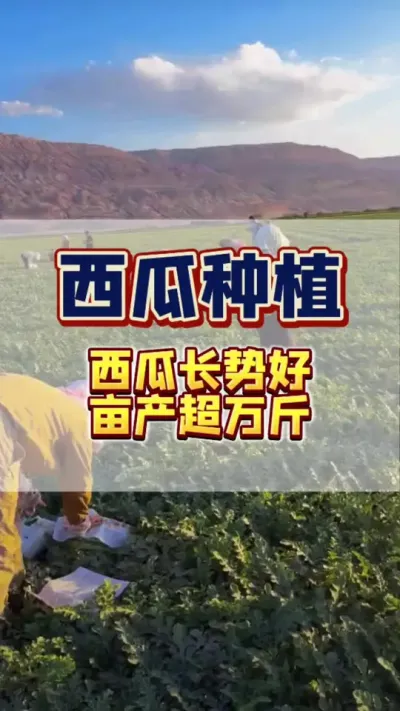 #抖音助农扶农 #大丰收 #西瓜 #病虫害防治