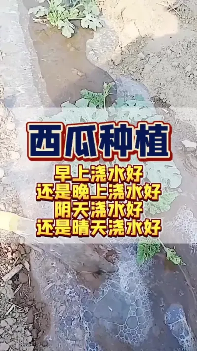 #西瓜种植 #西瓜管理 #病虫害防治 西瓜浇水早上浇水好还是晚上浇水好？阴天浇水好还是晴天浇水好呢？