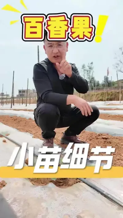 百香果小苗初期管理避免后续出现&ldquo;黄化茏头&rdquo;病症 #百香果 #三农 #农资 #农业技术推广