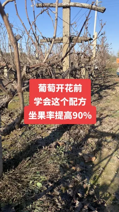 �����Ż�ǰ��ѧ������䷽�����������90%����#�����Ż�#����ݪֲ#���Ѹ߲�