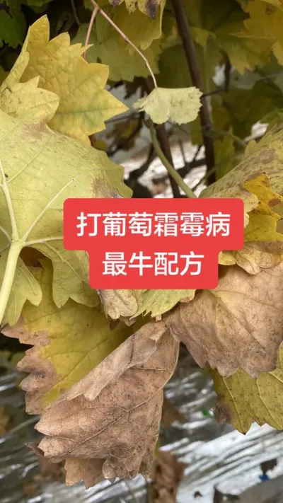 ������˪ù����ţ�䷽#����˪ù��#����ݪֲ#���Ѳ���