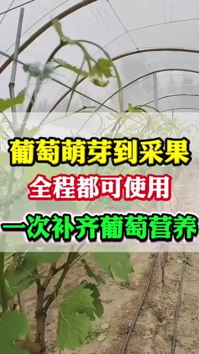 ������ѿ���ɹ���ȫӪ��ȫ���������Ż���Ч��#�����Ż�#����ݪֲ#���Ѹ߲�