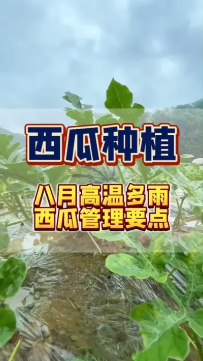 #����#����ݪֲ#���Ϲ���#���溦����