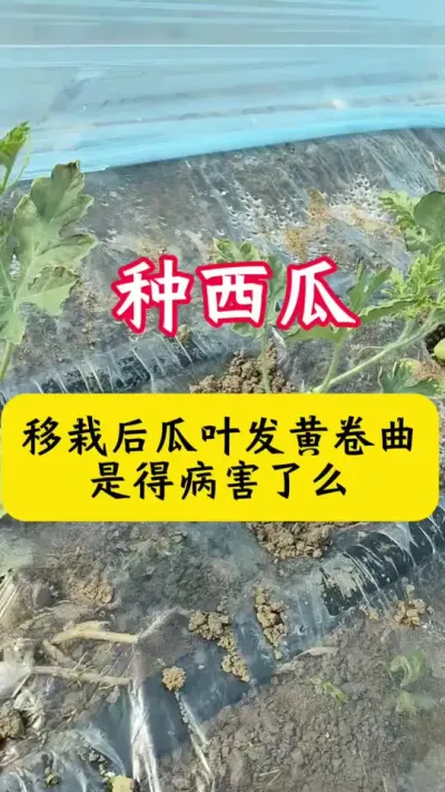 #种西瓜#西瓜种植#西瓜种植技术#西瓜管理#西瓜