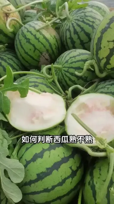 #西瓜种植技术 #西瓜种植#西瓜管理#西瓜高产