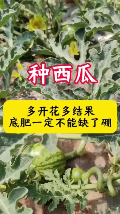 #����ݪֲ #������ #���� #����ݪֲ����#���ϵ׷�