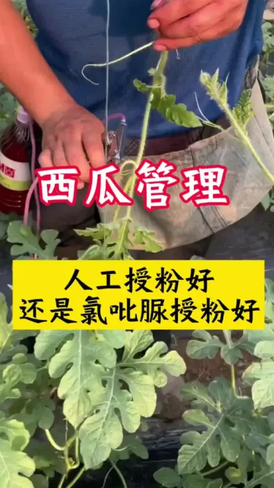 #������#����ݪֲ#����ݪֲ���� #���� #�����ڷ�