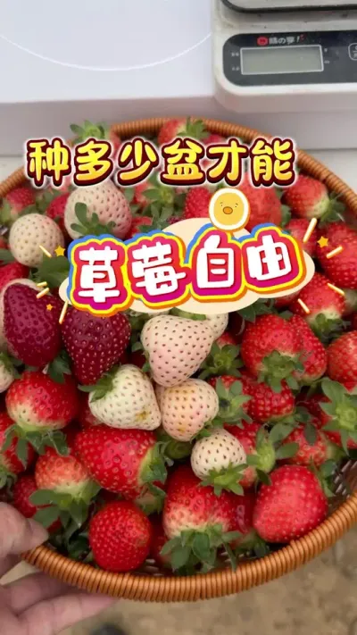 n���ݮ=��ݮ����#���Բ�ݮ #¥����԰#��ͥݪֲ  #��ݮ���� #������������