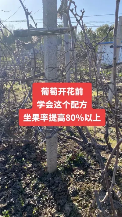 �����Ż�ǰ��ѧ������䷽������80%����#�����Ż�#����ݪֲ#���Ѳ���