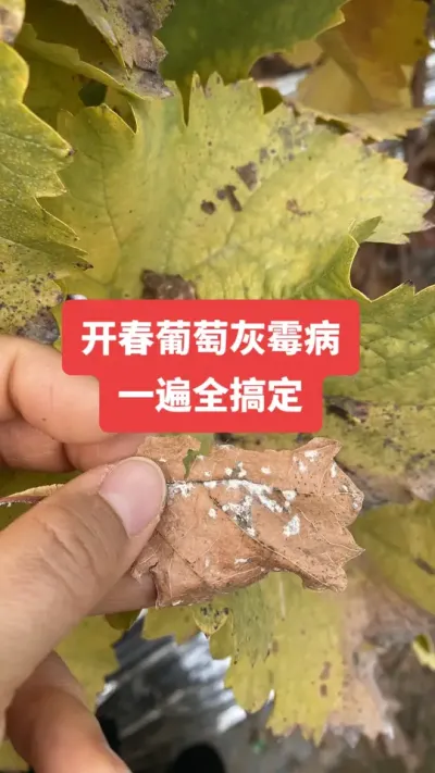 �������ѻ�ù���󱬷���һ�н������#���ѻ�ù��#����ݪֲ#���Ѳ���