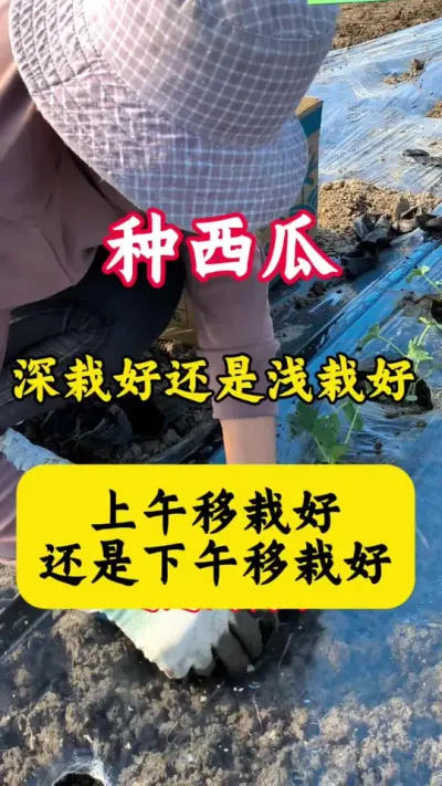 #������#����ݪֲ#����ݪֲ����#���Ϲ��� #��ũ