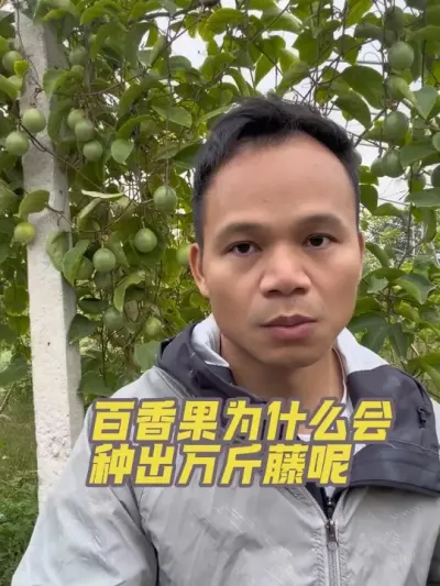 �����Ϊʲô���ֳ��������#�ְ����#�����ݪֲ#ݪֲ����#ݪֲ�÷�#ʩ�ʼƻ�