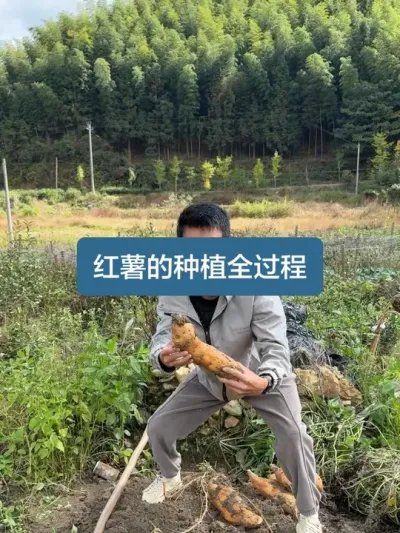 ��ʱ8���´�ݪֲ���ջ���������ݪֲҪ��ȫ���� #���� #��ũ������ #�ҵ�ũ������