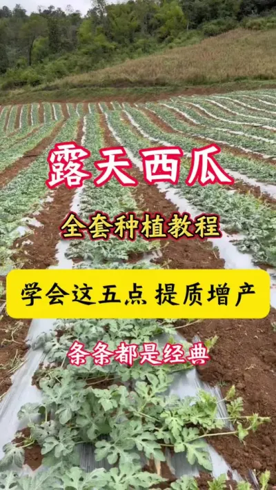 #西瓜种植#西瓜种植技术#种西瓜#西瓜#西瓜管理
