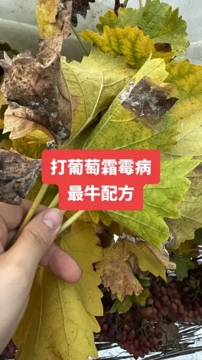 ������˪ù����ţ�䷽#����˪ù��#����ݪֲ#���Ѳ���