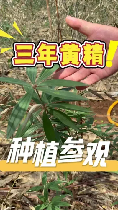 种植黄精细节很重要，理沟提苗一样都不能少。作物管理有问题？欢迎评论区留言或私信咨询#黄精#三农#农业技术推广