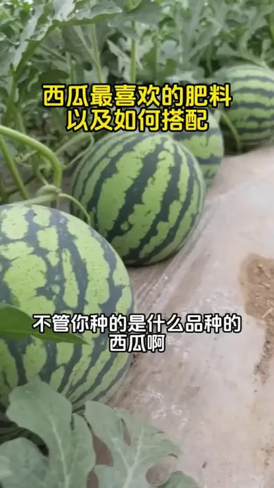 #西瓜种植 #西瓜施肥#西瓜高产#西瓜管理#西瓜种植技术
