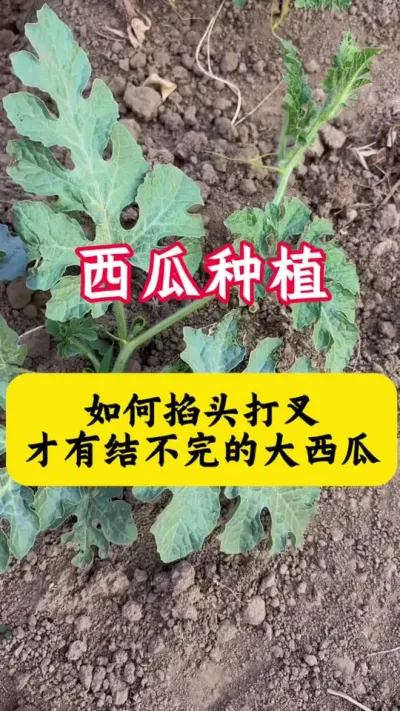 #西瓜种植 #种西瓜#西瓜种植技术#西瓜管理#西瓜病害