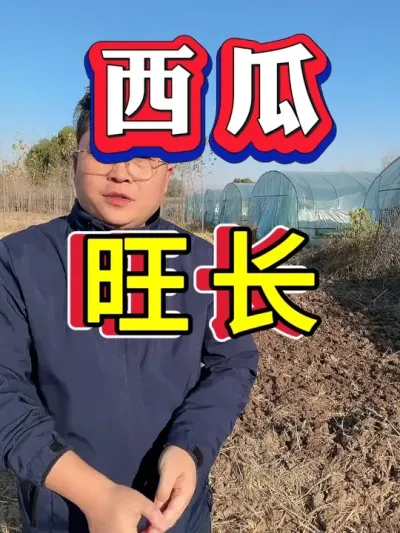 �������� ����Ҫ�� #����ݪֲ #������ #����ݪֲ #�������� #8424����