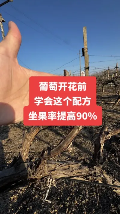 �����Ż�ǰ��ѧ������䷽�����������90%#�����Ż�#����ݪֲ#���Ѹ߲�