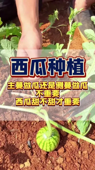 #种植小技巧 #西瓜种植 #膨大增甜 #西瓜高产