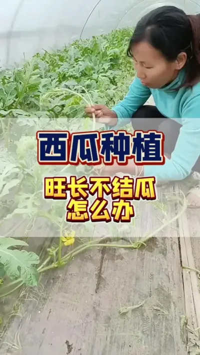 #西瓜种植 #西瓜管理 #知识分享 西瓜旺长不结瓜，6个妙招轻松解决。