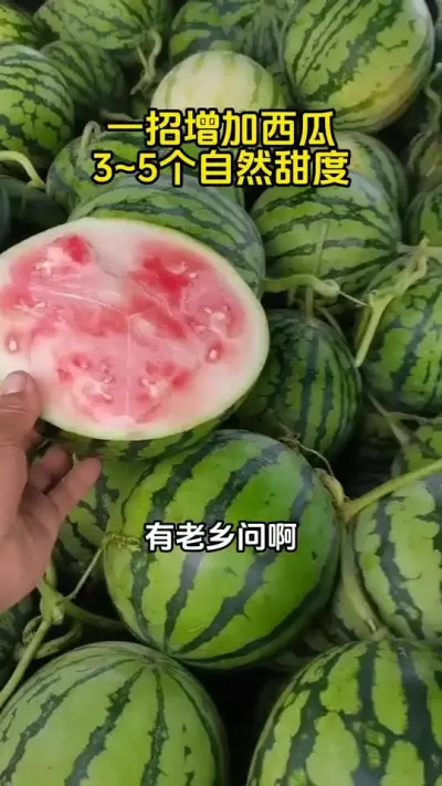 西瓜增甜新选择 #西瓜种植 #西瓜增甜#西瓜管理#西瓜种植技术#西瓜高产