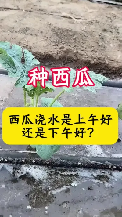 #种西瓜 #西瓜种植#西瓜种植技术#西瓜病害
