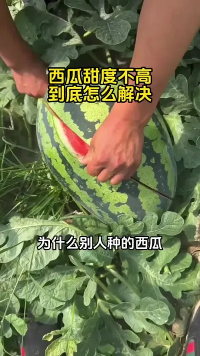 #西瓜种植 #西瓜施肥#西瓜管理#西瓜高产#西瓜增甜