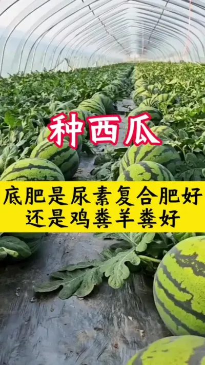 #������#����ݪֲ #����ݪֲ����#���ϵ׷�#����