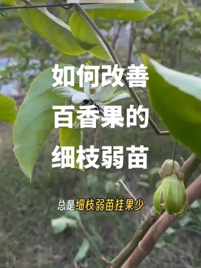 �������ư������ϸ֦����#�а����#�����ݪֲ#ũҵ #ݪֲ #ݪֲ���շ���