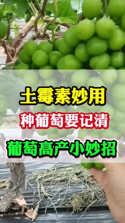 ��ù���ڻƹ�ݪֲ������ʲô������֪����#��ù��#����ݪֲ#���Ѹ߲�